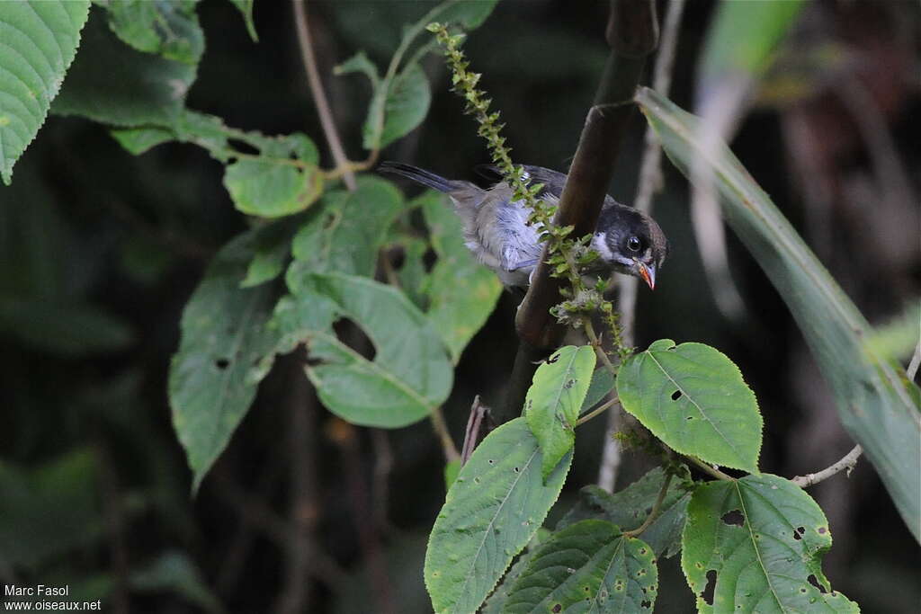 Tohi leucoptèrejuvénile, identification