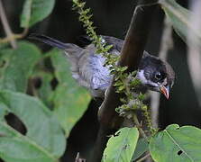 White-winged Brushfinch