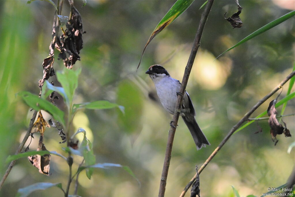 Tohi leucoptèreadulte, identification