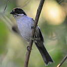 Tohi leucoptère
