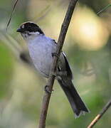 White-winged Brushfinch