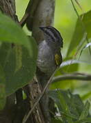 Black-striped Sparrow