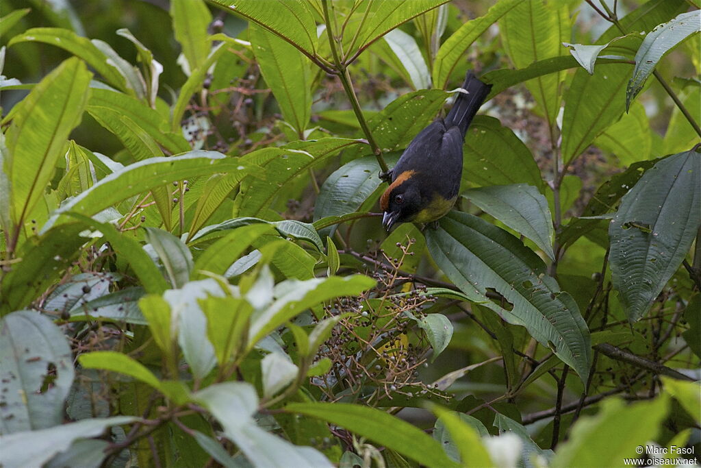 Grey-eared Brushfinchadult, identification, feeding habits