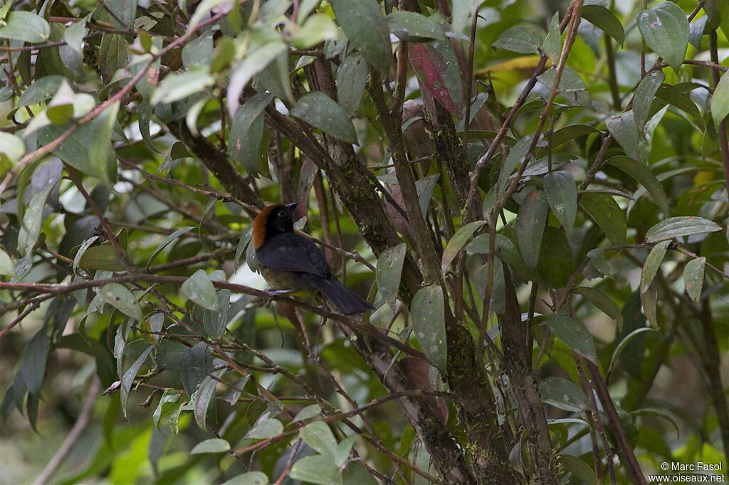 Tohi mélanienadulte, identification