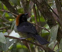 Grey-eared Brushfinch