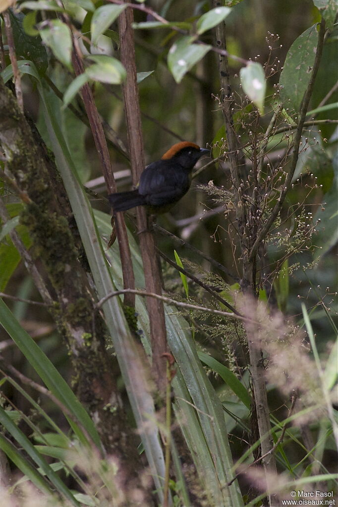 Tohi mélanienadulte, identification, Comportement