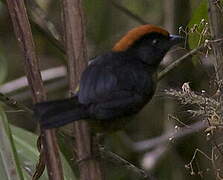 Grey-eared Brushfinch