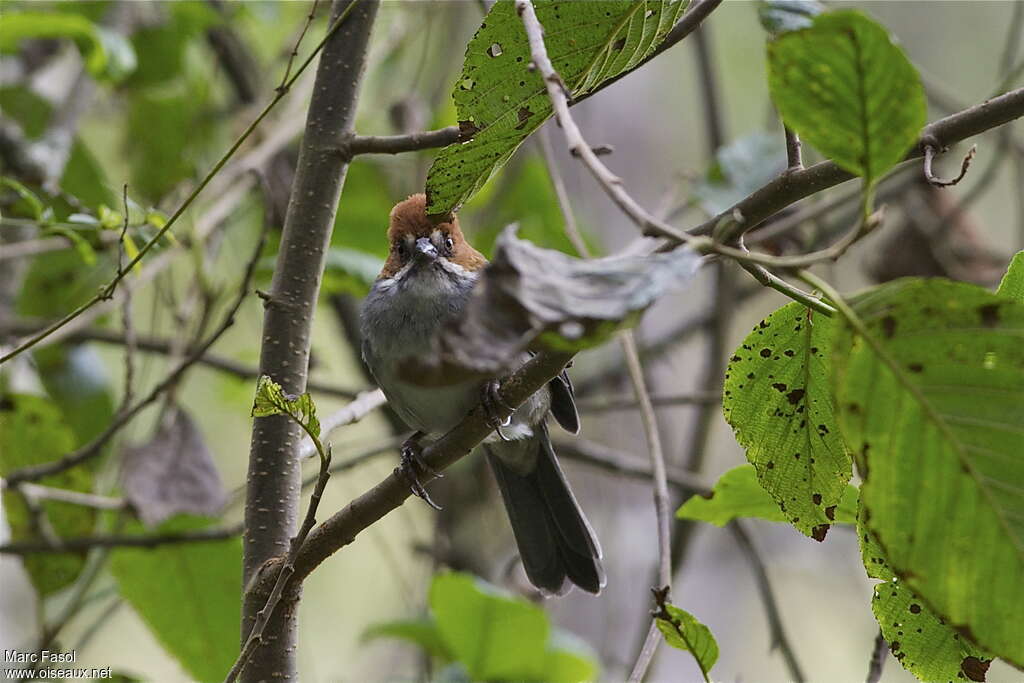 Tohi rougeaudadulte, identification