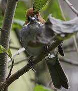 Rufous-eared Brushfinch