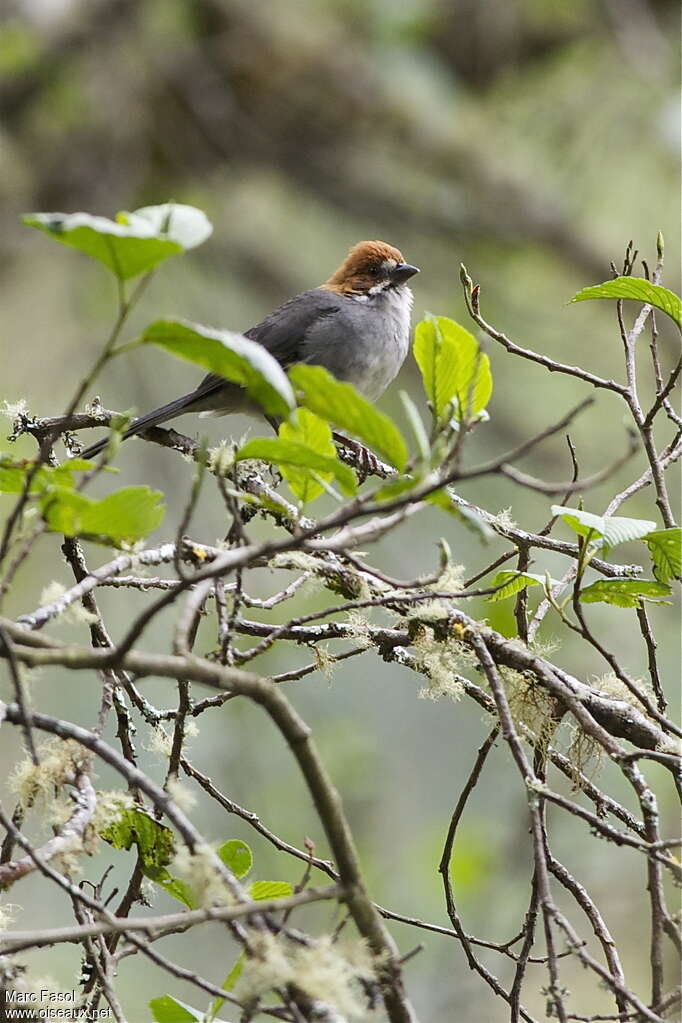 Tohi rougeaudadulte, identification