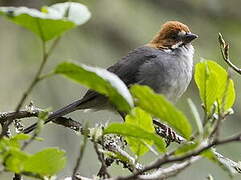 Rufous-eared Brushfinch