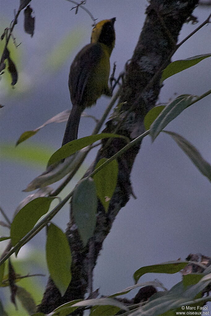 Tohi tricoloreadulte, identification