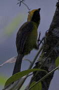 Tricolored Brushfinch