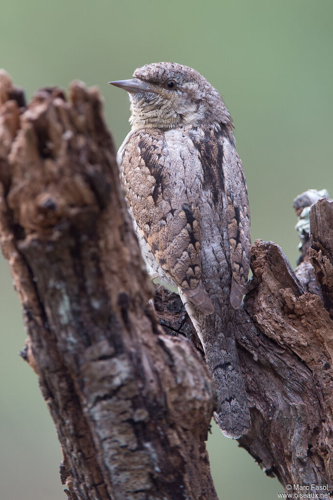 Torcol fourmilieradulte, identification, camouflage