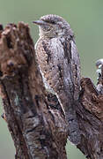 Eurasian Wryneck