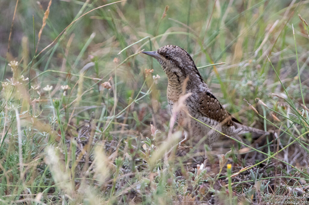 Eurasian Wryneckadult breeding, identification, camouflage, walking, fishing/hunting