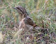 Eurasian Wryneck