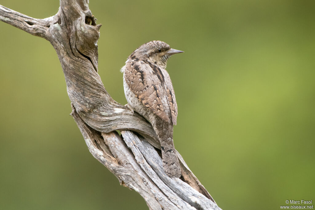 Eurasian Wryneckadult breeding, identification, camouflage