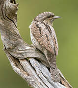 Eurasian Wryneck