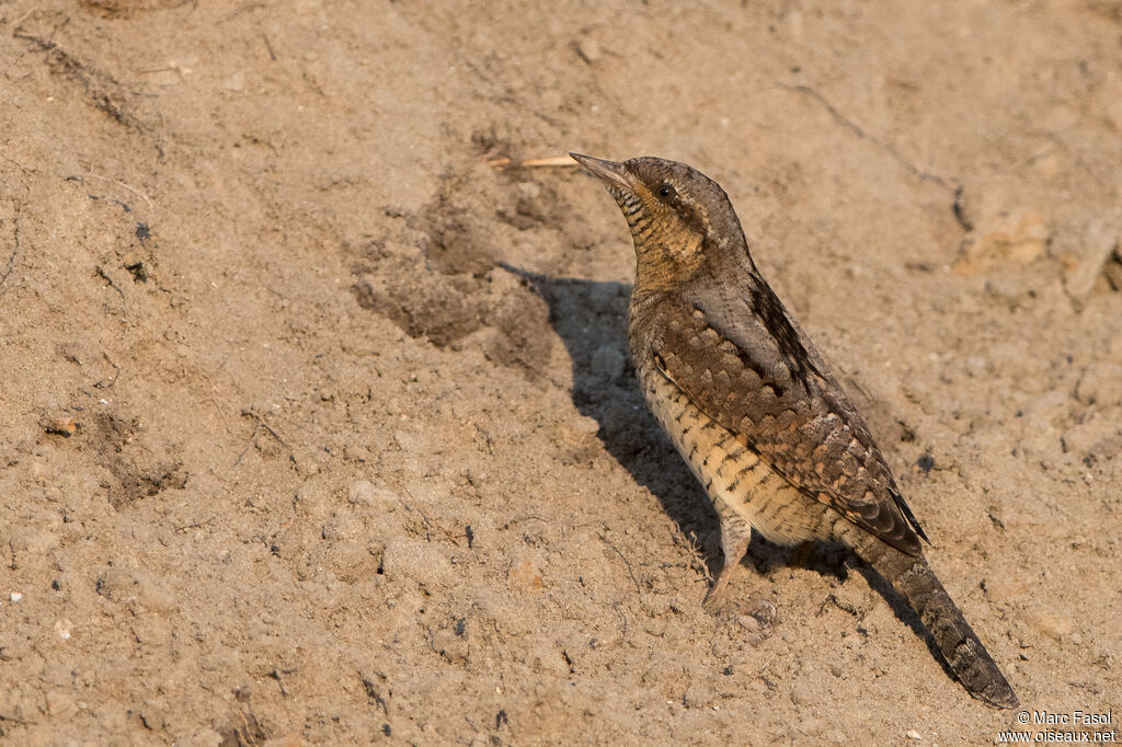 Eurasian Wryneckadult, identification, eats