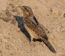 Eurasian Wryneck