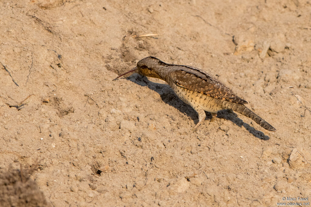 Torcol fourmilieradulte, régime, mange