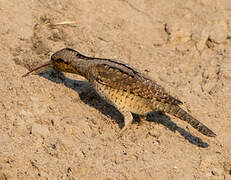 Eurasian Wryneck