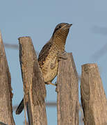 Eurasian Wryneck