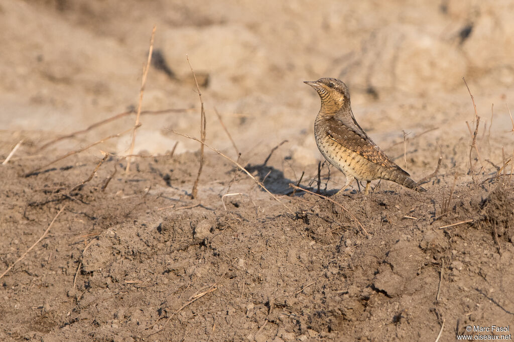 Eurasian Wryneckadult, identification, camouflage