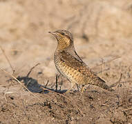 Eurasian Wryneck