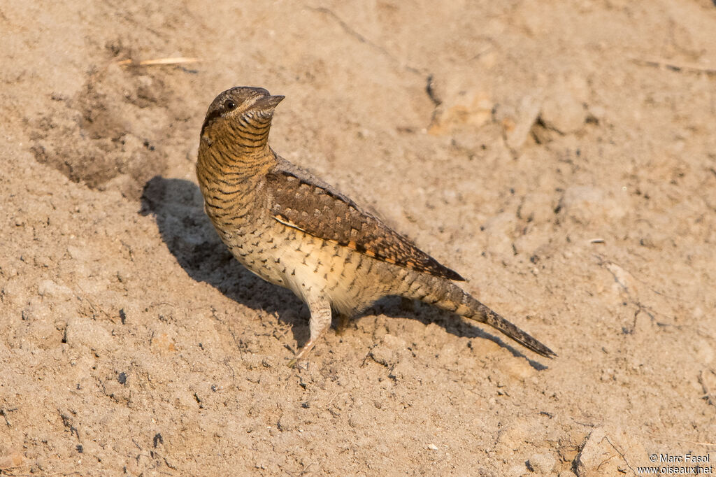 Torcol fourmilieradulte, identification