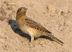 Eurasian Wryneck