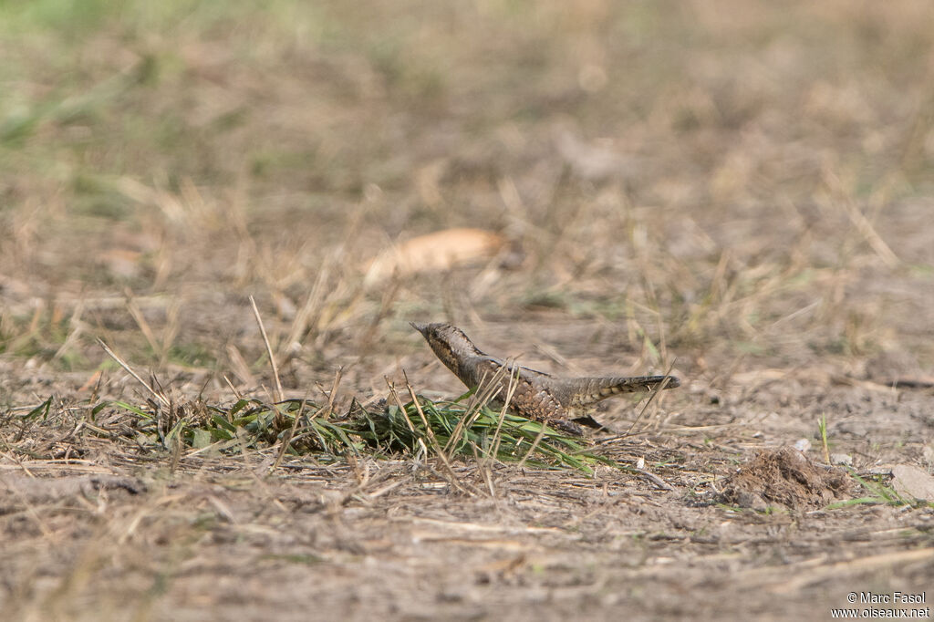 Torcol fourmilieradulte, identification, camouflage