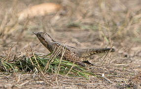 Eurasian Wryneck