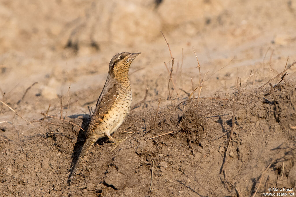 Torcol fourmilieradulte, identification