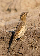 Eurasian Wryneck