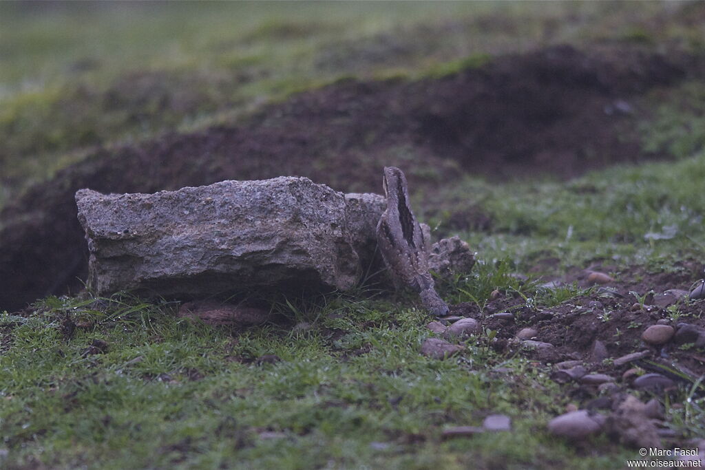 Eurasian Wryneck, identification, feeding habits, Behaviour