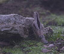 Eurasian Wryneck