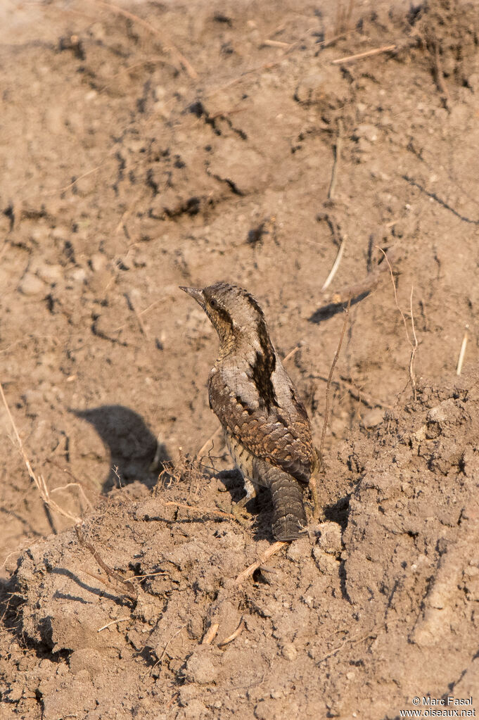 Eurasian Wryneckadult, identification, camouflage