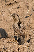 Eurasian Wryneck