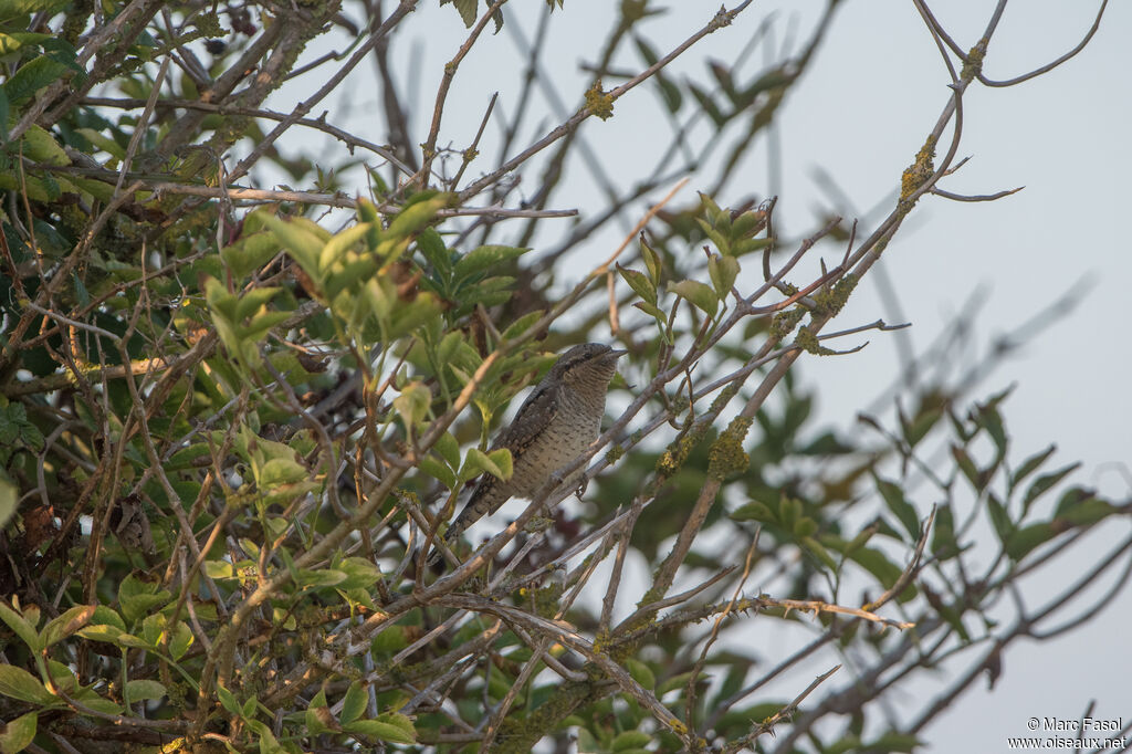 Eurasian Wryneckadult, identification, camouflage