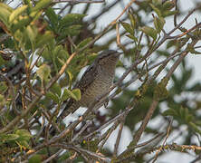 Eurasian Wryneck