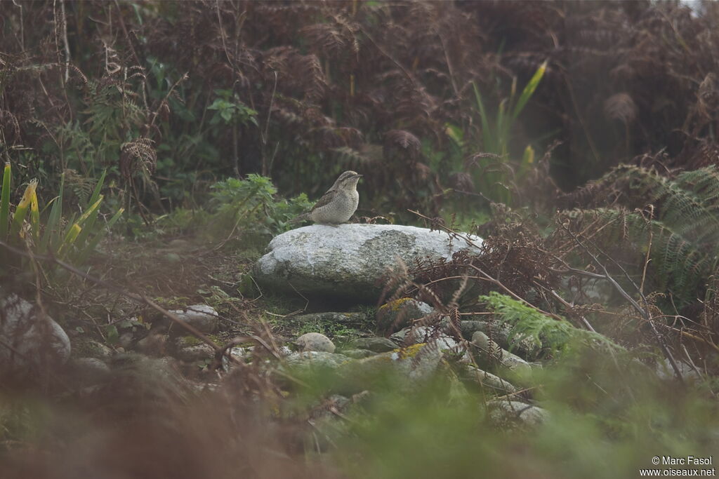 Eurasian Wryneck, identification, Behaviour