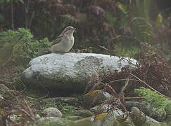 Eurasian Wryneck