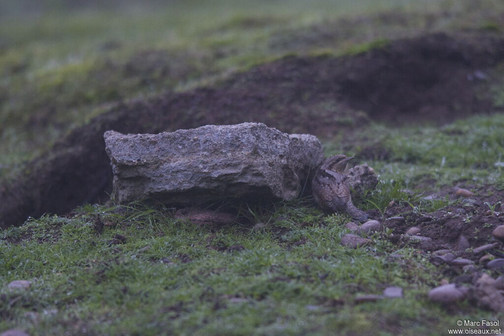 Eurasian Wryneck, identification, Behaviour