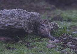 Eurasian Wryneck