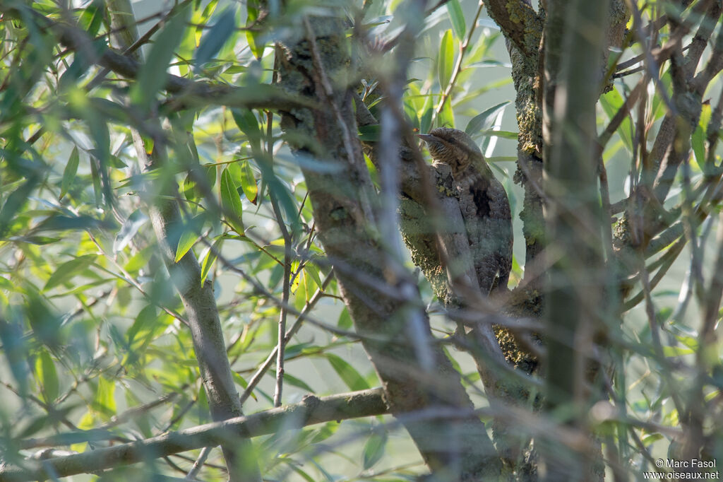 Torcol fourmilier, identification, Comportement