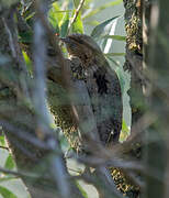 Eurasian Wryneck