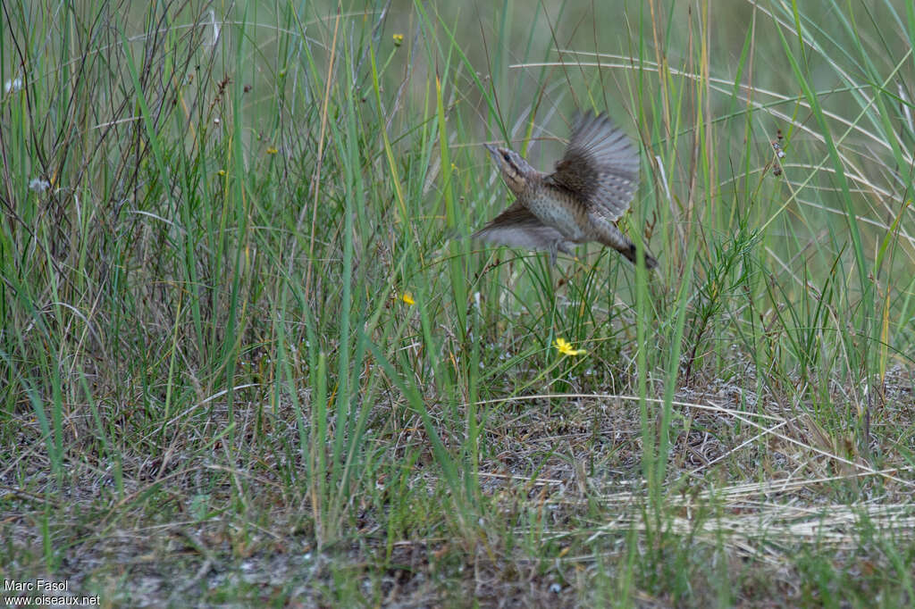 Eurasian Wryneck, Flight