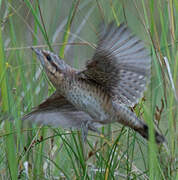 Eurasian Wryneck